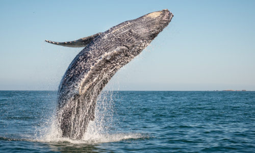 Cruising For A Whale Watching